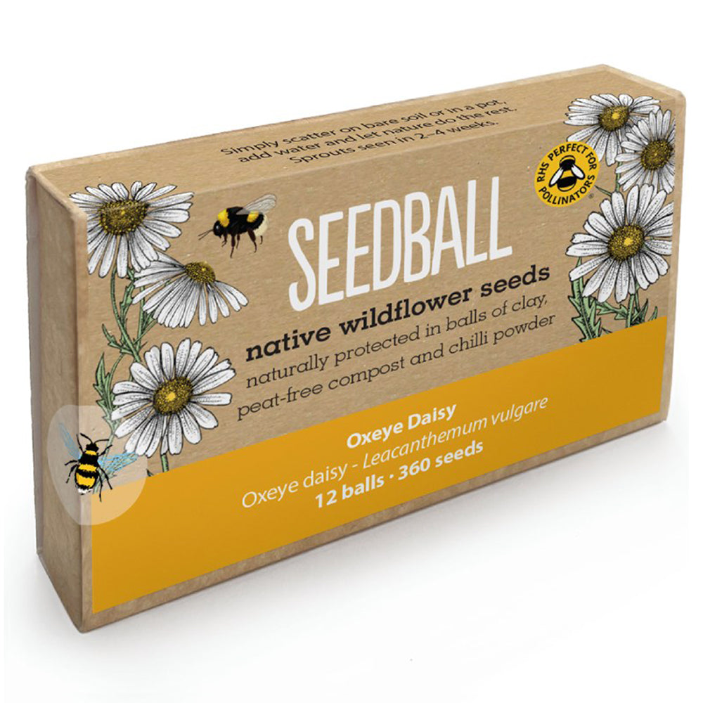 Oxeye Daisy | 12 Native Wildflower Seedballs | Little Gift | Cracker Filler