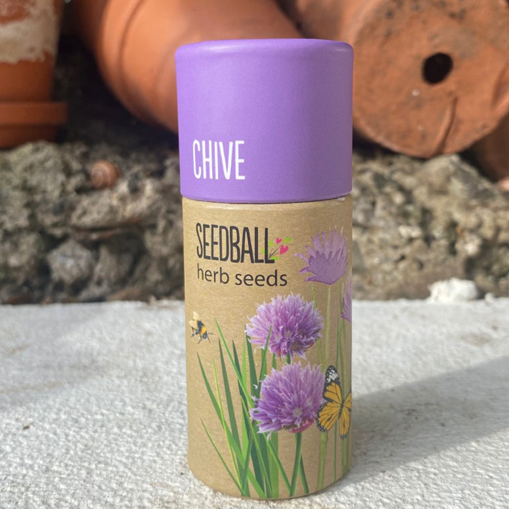 Chives | Luxury Tube of Seedballs | Cracker Filler | Mini Gift