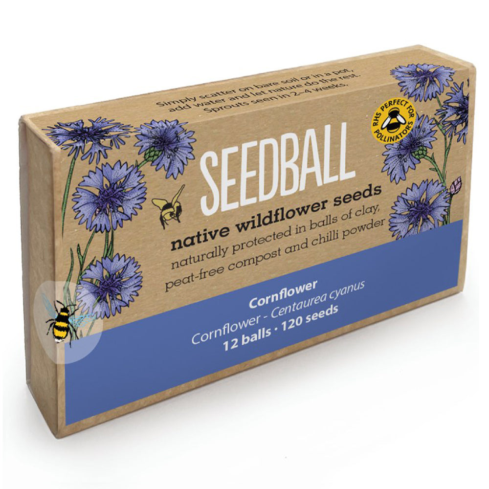 Cornflowers | 12 Native Wildflower Seedballs | Little Gift | Cracker Filler